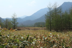 奥日光・小田代ヶ原