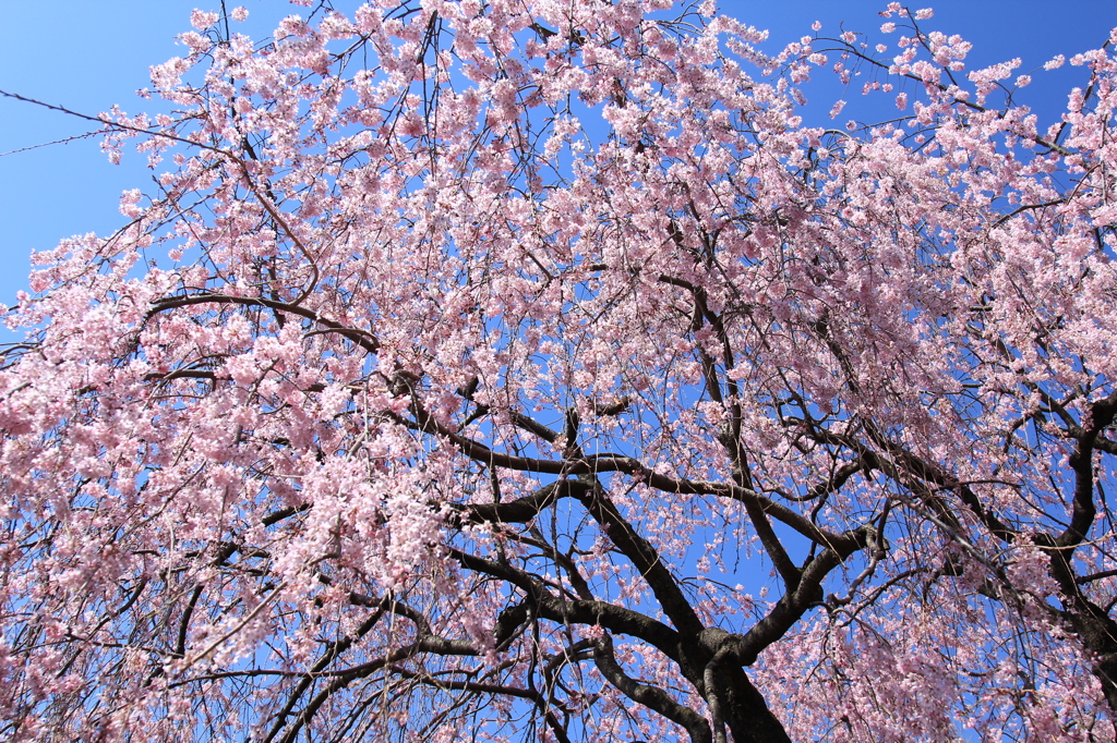 空から降る桜