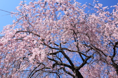 空から降る桜