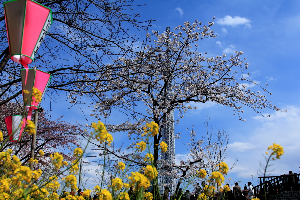 東京桜ツリー？？