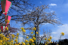 東京桜ツリー？？