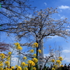 東京桜ツリー？？