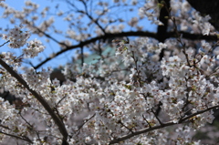桜の屋根