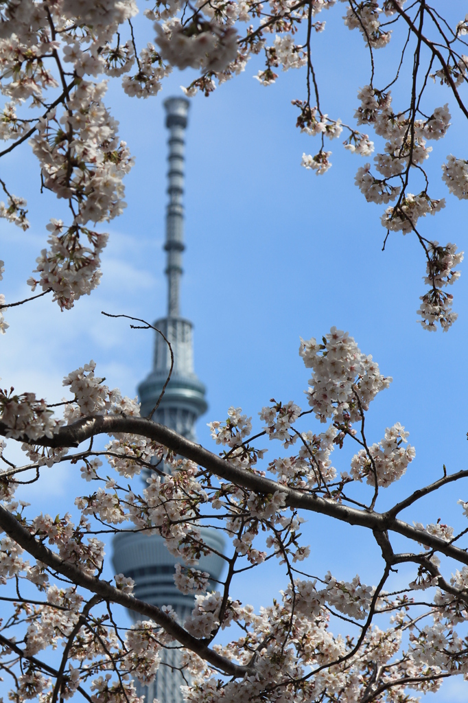 天空の花