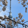 天空の花