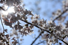 桜は白かった