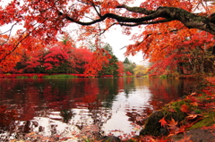 雲場池　in Autumn