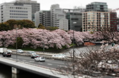 千鳥ヶ淵の桜