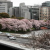 千鳥ヶ淵の桜