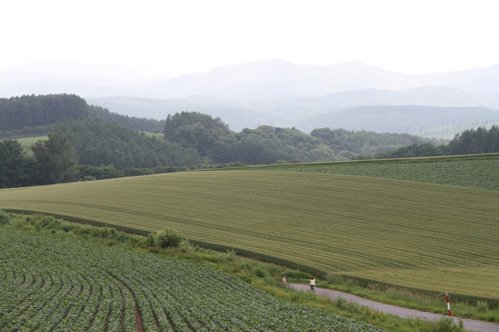 麦畑に囲まれた路を駆け抜けて