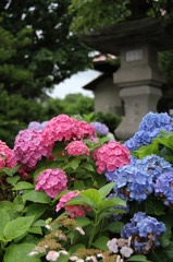 北の紫陽花寺②