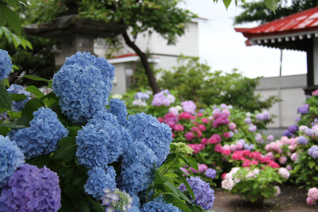 北の紫陽花寺③