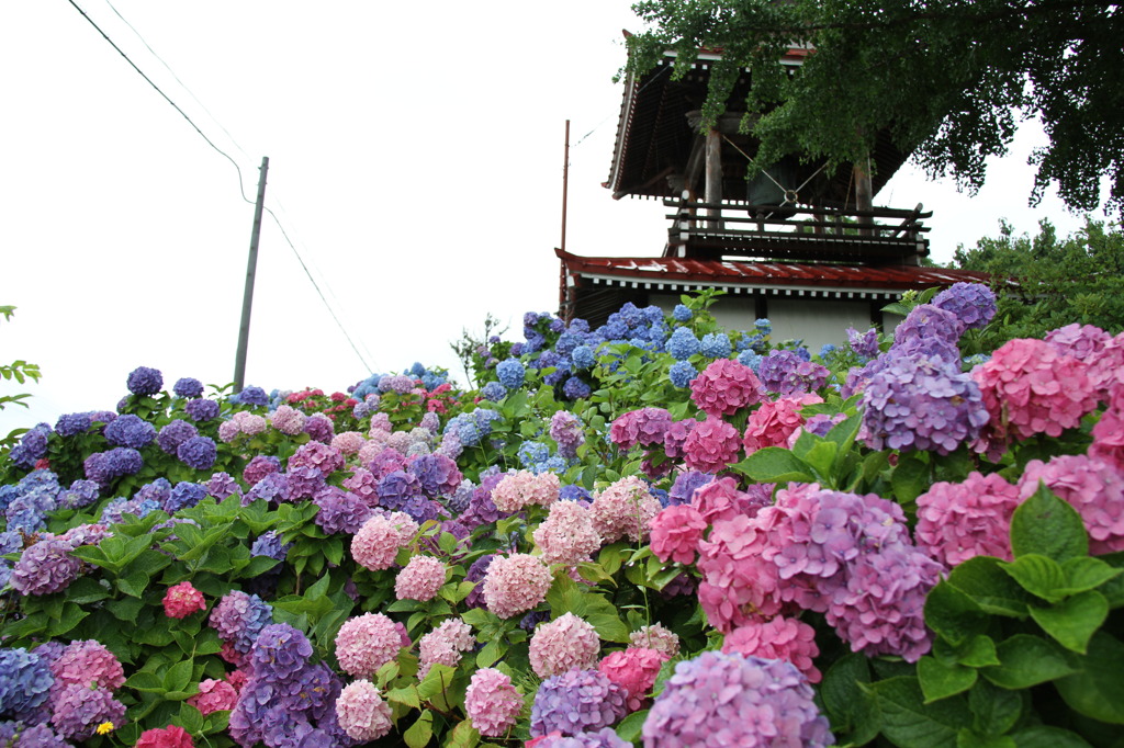 北の紫陽花寺④