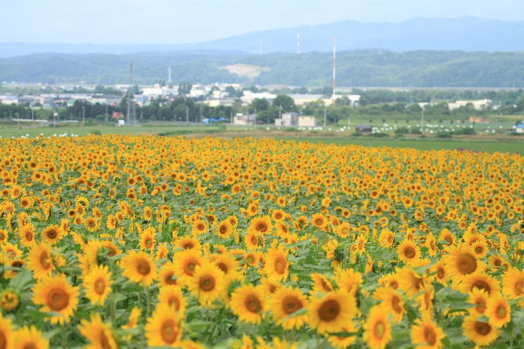 朝日を浴びて