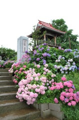 北の紫陽花寺⑤