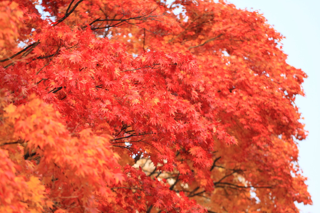 紅く燃ゆる刻…