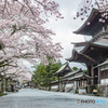桜のころ阿蘇神社
