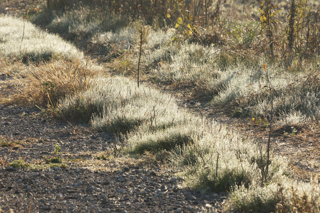 8872 農道の朝露