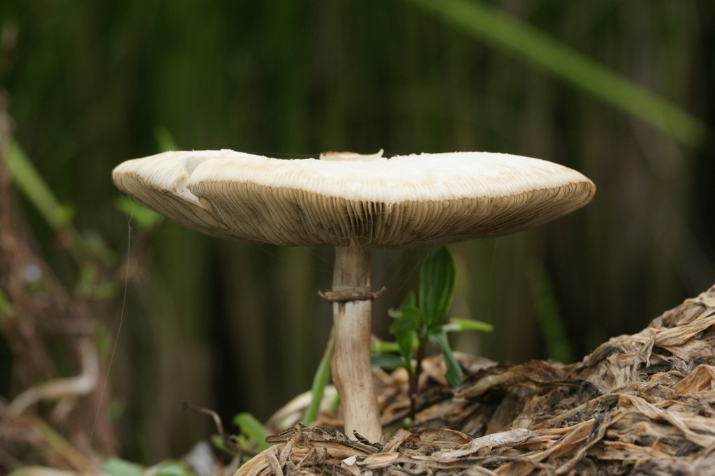 3593 ニョキニョキ