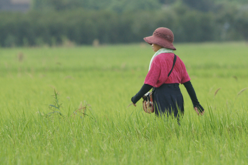 2425t 農道を散歩する人