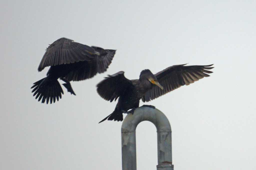 3822tm 陣取合戦１