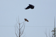 6396tm カラスの挑発