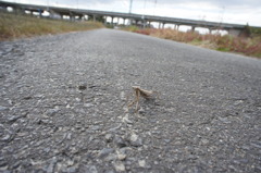 4006 路上のカマキリ