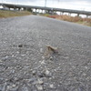 4006 路上のカマキリ