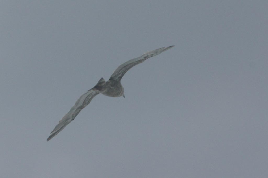 7219t 越前海岸の鳥