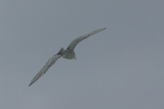 7219t 越前海岸の鳥