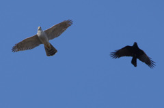 4415t 「御勝手に!!」