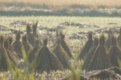 8875 田圃の朝