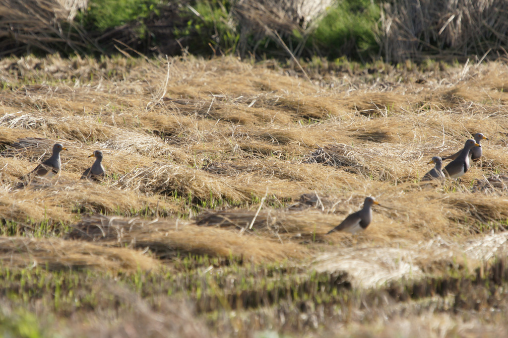 7369t 藁蒲団のケリ