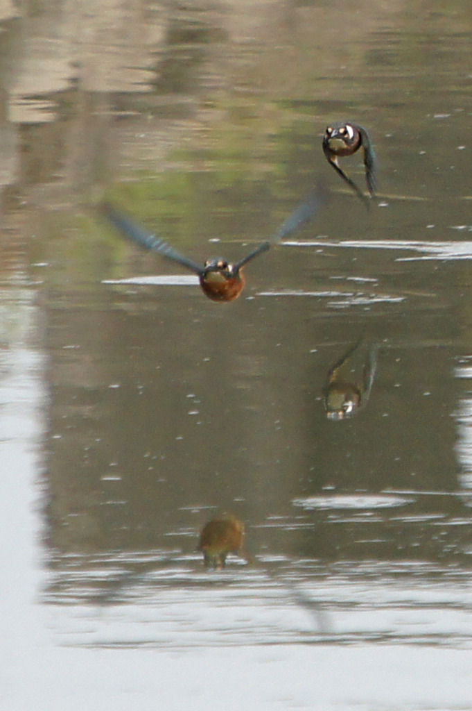 1367tm下手ッピから逃げろ