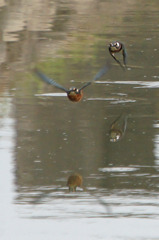 1367tm下手ッピから逃げろ