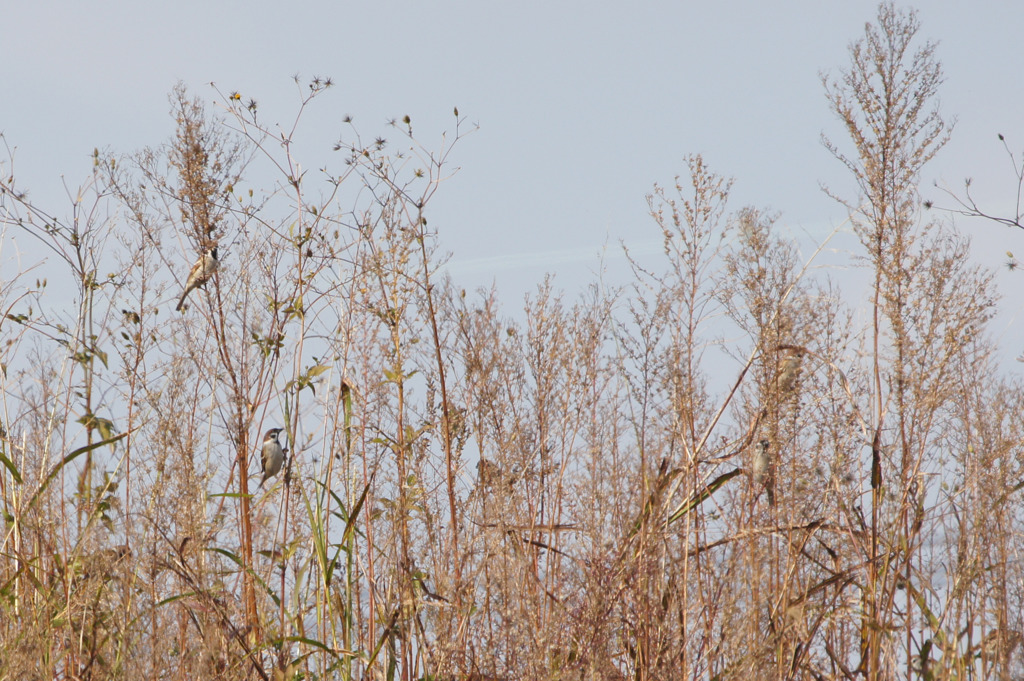 7313t かくれんぼ