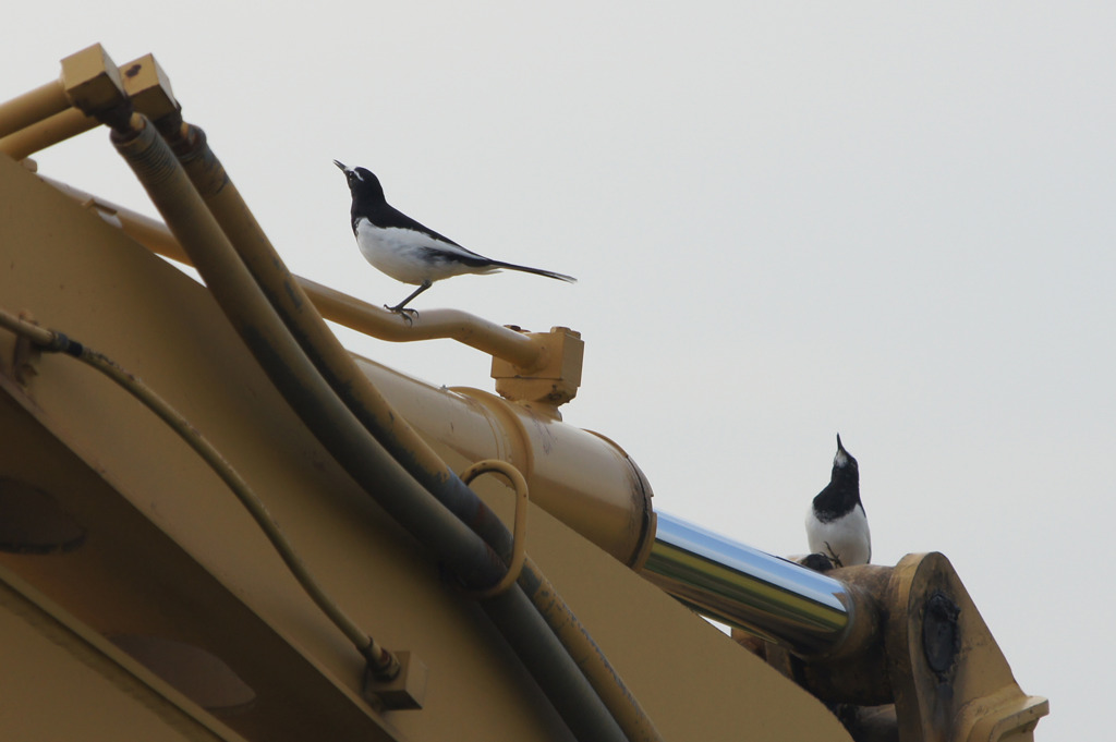 0646　何が見える？