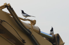 0646　何が見える？