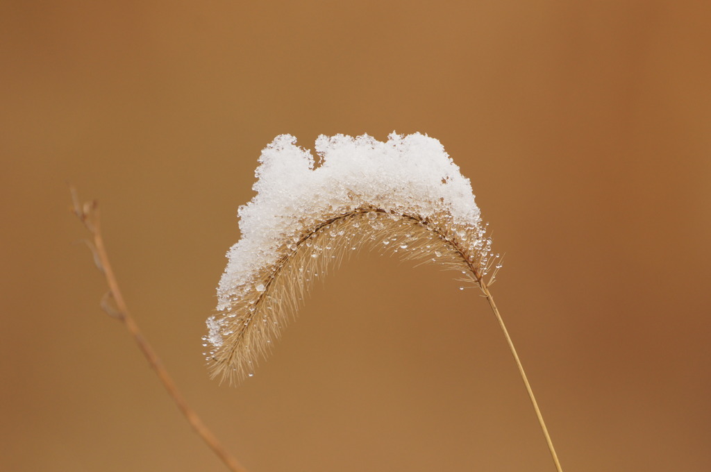 3625 初雪