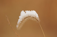 3625 初雪