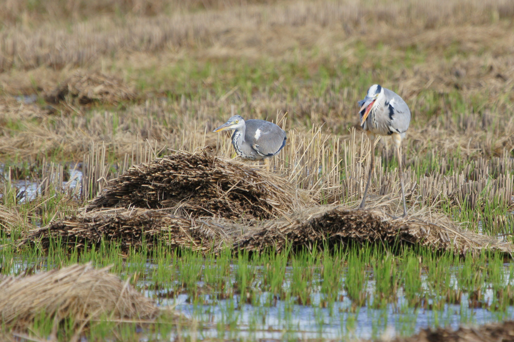7262t 強風に耐えて
