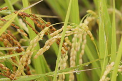 9953 うるち米ともち米