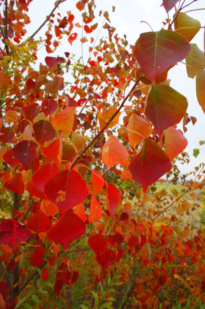 3919m 農道の紅葉