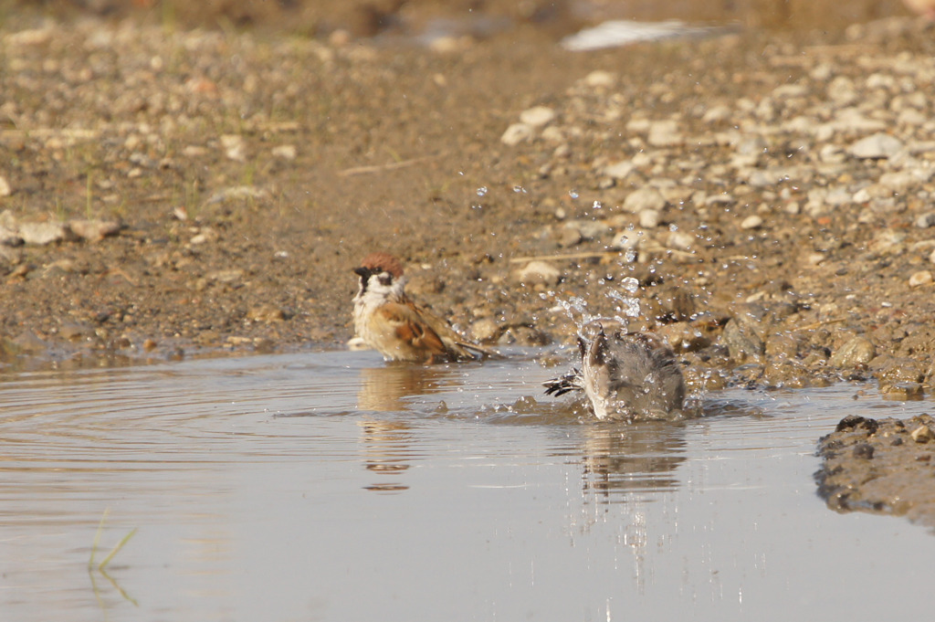 9635t 混浴 オオ恥ずかしぃ!!