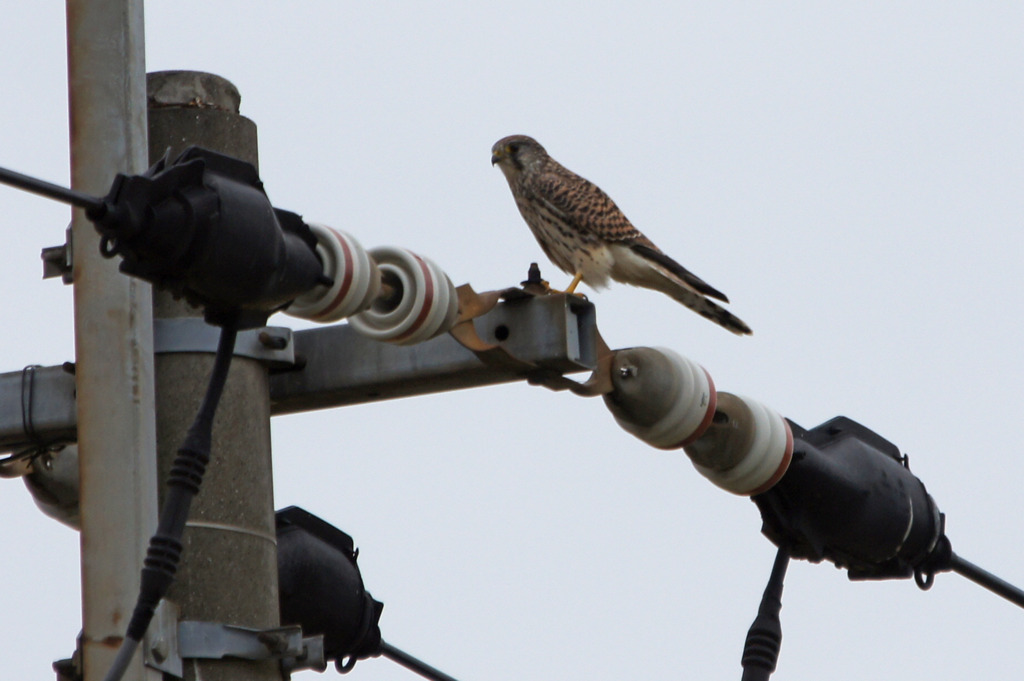 6258tm チョウゲンボウ