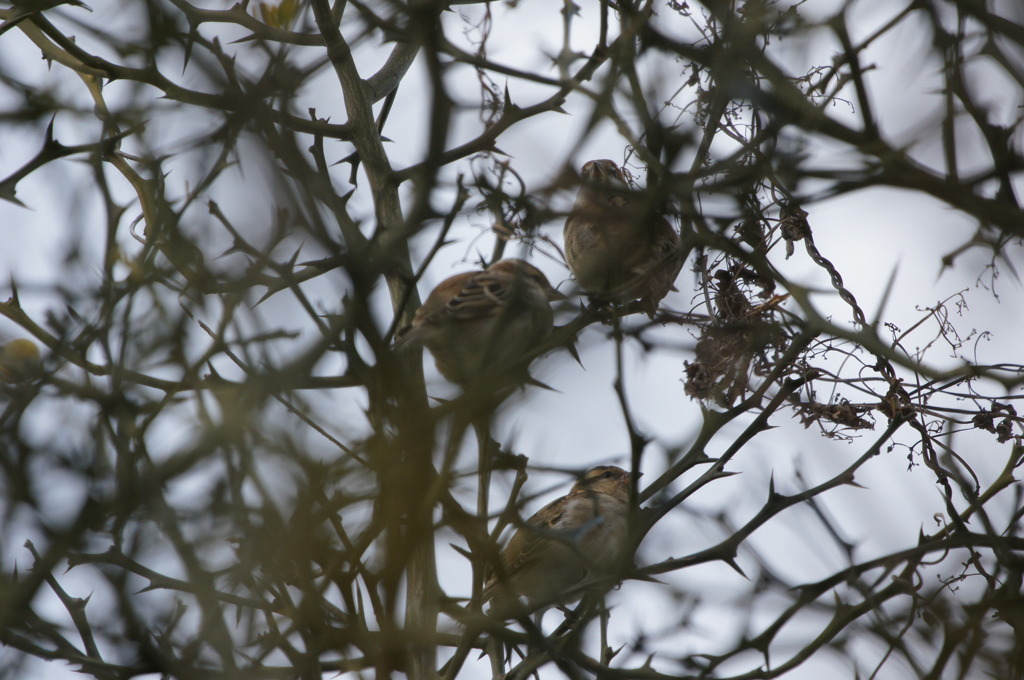 7581 かくれんぼ2