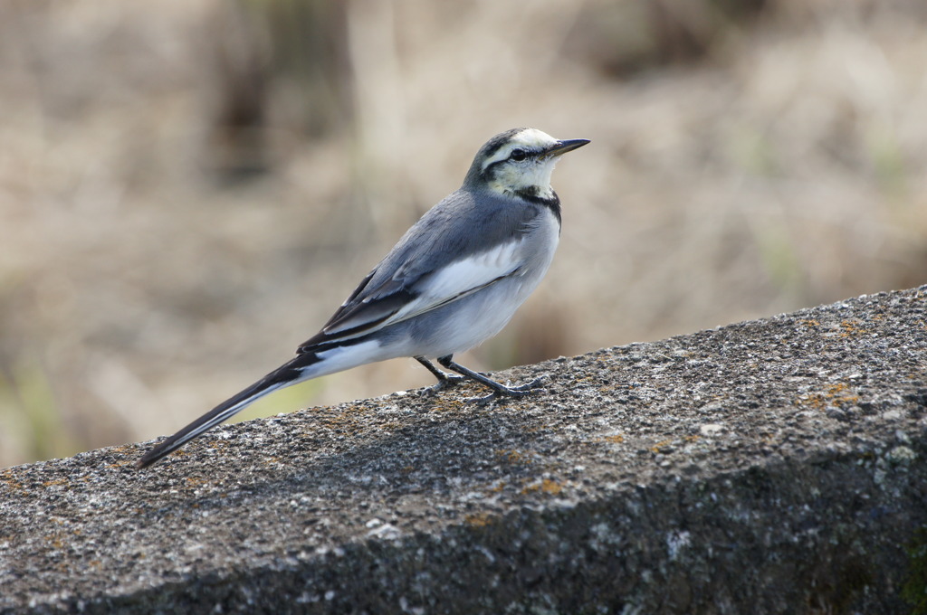 7205 今日は私が