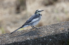 7205 今日は私が
