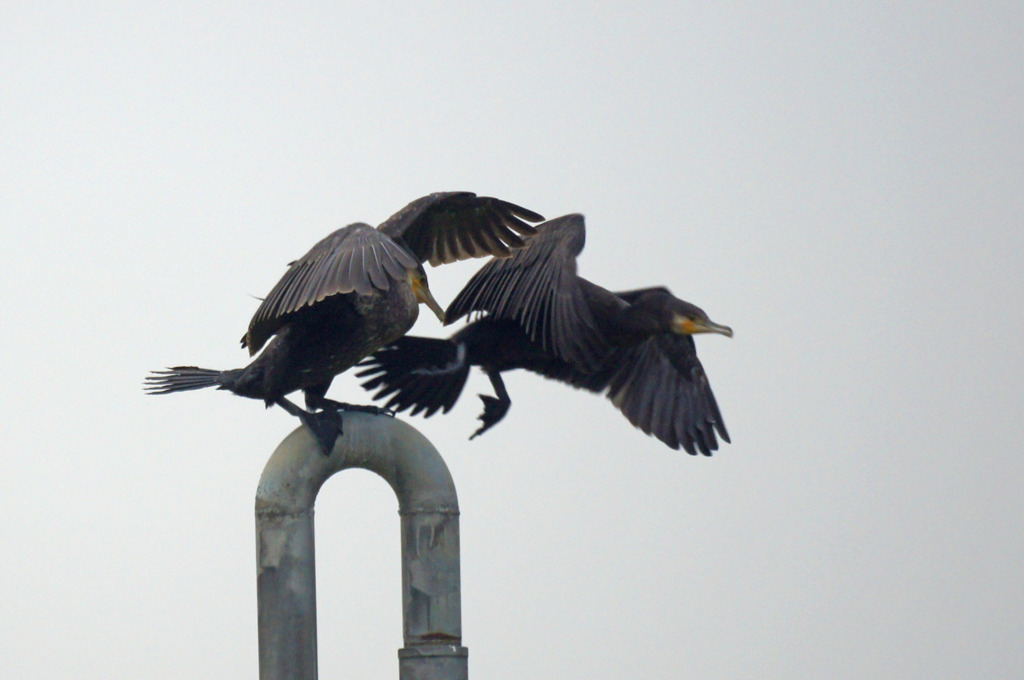 3826tm 陣取合戦３