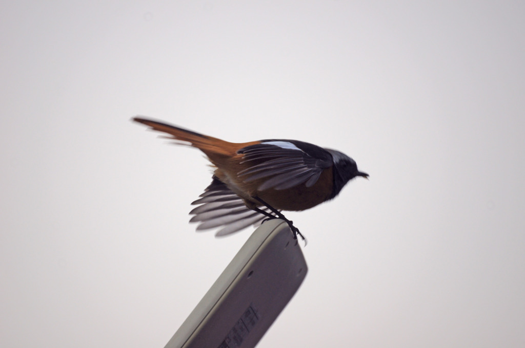 5660m カメラを嫌ったジョウビタキ